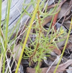 Olearia tenuifolia at Bruce, ACT - 31 Mar 2021