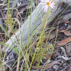 Olearia tenuifolia at Bruce, ACT - 31 Mar 2021 03:21 PM