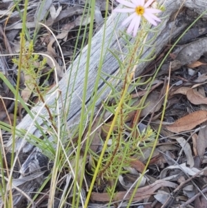 Olearia tenuifolia at Bruce, ACT - 31 Mar 2021