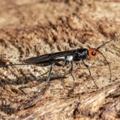 Callibracon capitator (White Flank Black Braconid Wasp) at ANBG - 31 Mar 2021 by Roger