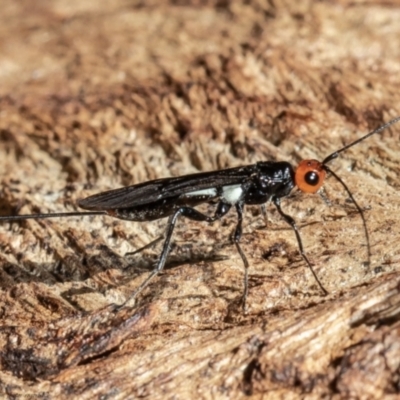 Callibracon capitator (White Flank Black Braconid Wasp) at Acton, ACT - 31 Mar 2021 by Roger