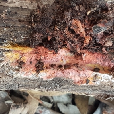 Corticioid fungi at Black Mountain - 31 Mar 2021 by trevorpreston