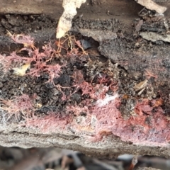 Corticioid fungi at Bruce, ACT - 31 Mar 2021