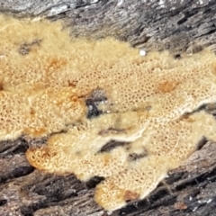 Coltriciella tasmanica at Black Mountain - 31 Mar 2021 by trevorpreston