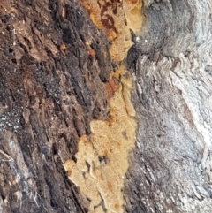 Coltriciella tasmanica at Bruce, ACT - 31 Mar 2021