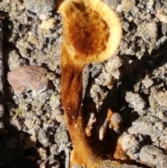 Coltricia sp. at Black Mountain - 31 Mar 2021 by trevorpreston