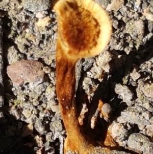 Coltricia sp. at Point 5810 - 31 Mar 2021