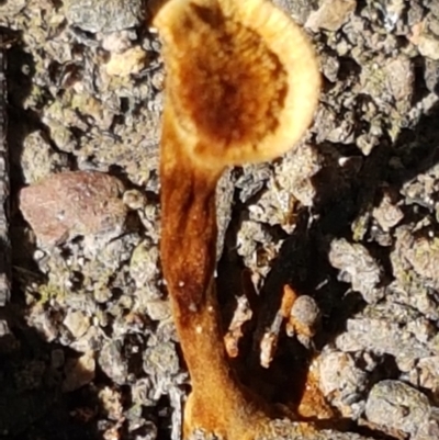 Coltricia sp. at Black Mountain - 31 Mar 2021 by trevorpreston