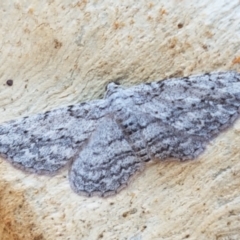 Didymoctenia exsuperata (Thick-lined Bark Moth) at Black Mountain - 31 Mar 2021 by trevorpreston