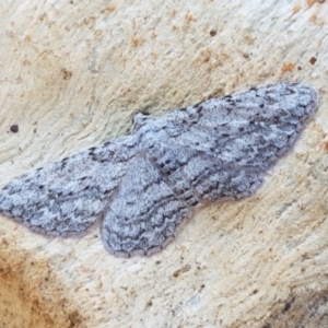 Didymoctenia exsuperata at Bruce, ACT - 31 Mar 2021