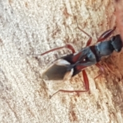 Daerlac cephalotes (Ant Mimicking Seedbug) at Downer, ACT - 31 Mar 2021 by trevorpreston