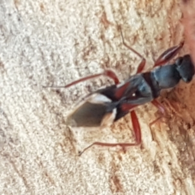 Daerlac cephalotes (Ant Mimicking Seedbug) at Downer, ACT - 31 Mar 2021 by trevorpreston