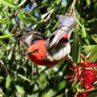 Myzomela sanguinolenta (Scarlet Honeyeater) at ANBG - 31 Mar 2021 by RodDeb