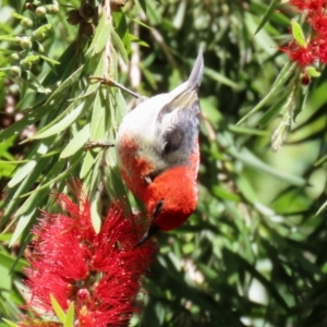 Myzomela sanguinolenta at Acton, ACT - 31 Mar 2021