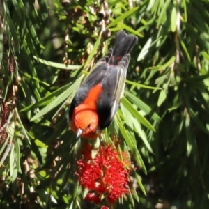 Myzomela sanguinolenta at Acton, ACT - 31 Mar 2021