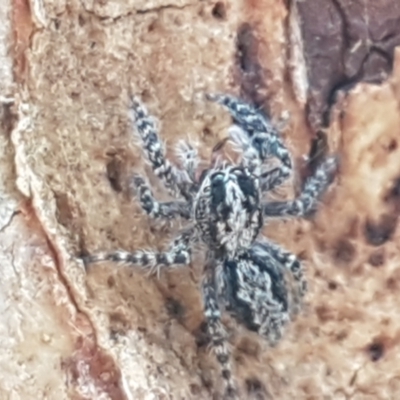 Clynotis severus (Stern Jumping Spider) at Black Mountain - 31 Mar 2021 by trevorpreston
