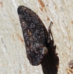 Smicrocotis sp. (genus) (A leafhopper) at Black Mountain - 31 Mar 2021 by trevorpreston