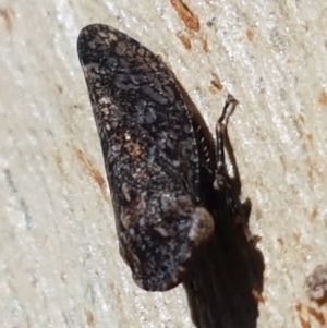Smicrocotis sp. (genus) at Black Mountain - 31 Mar 2021