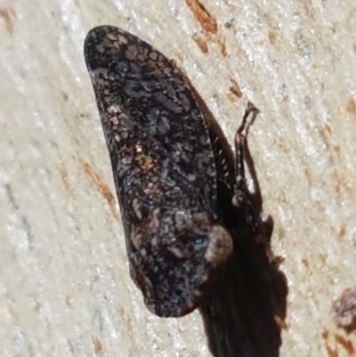 Smicrocotis sp. (genus) (A leafhopper) at Bruce, ACT - 31 Mar 2021 by trevorpreston