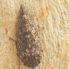 Smicrocotis sp. (genus) at Black Mountain - 31 Mar 2021 03:38 PM