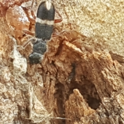 Lemidia accincta (Clerid beetle) at Black Mountain - 31 Mar 2021 by trevorpreston