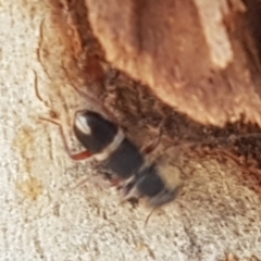 Lemidia accincta at Bruce, ACT - 31 Mar 2021