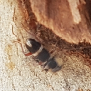 Lemidia accincta at Bruce, ACT - 31 Mar 2021