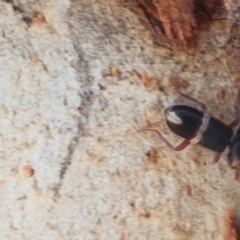 Lemidia accincta at Bruce, ACT - 31 Mar 2021