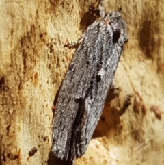 Agriophara platyscia (A Flat-bodied moth (Depressidae) at Bruce, ACT - 31 Mar 2021 by trevorpreston