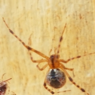 Cryptachaea veruculata (Diamondback comb-footed spider) at Bruce, ACT - 31 Mar 2021 by tpreston
