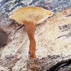 Coltricia sp. at Black Mountain - 31 Mar 2021 by tpreston