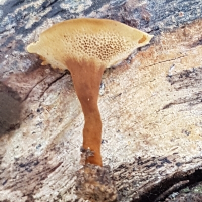 Coltricia sp. at Bruce, ACT - 31 Mar 2021 by trevorpreston