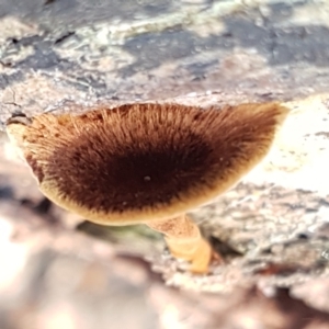 Coltricia sp. at Bruce, ACT - 31 Mar 2021