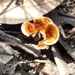 Coltricia sp. at Bruce, ACT - 31 Mar 2021