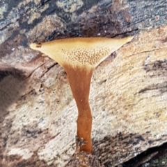 Coltricia sp. at Bruce, ACT - 31 Mar 2021