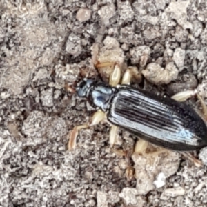 Homotrysis sp. (genus) at Bruce, ACT - 31 Mar 2021