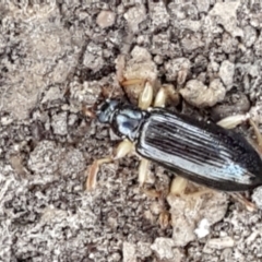 Homotrysis sp. (genus) (Darkling beetle) at Bruce, ACT - 31 Mar 2021 by tpreston