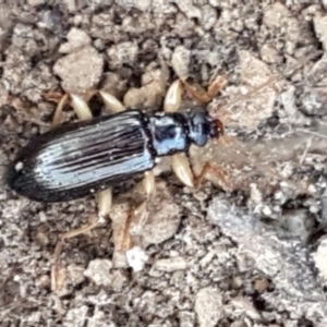 Homotrysis sp. (genus) at Bruce, ACT - 31 Mar 2021