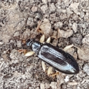 Homotrysis sp. (genus) at Bruce, ACT - 31 Mar 2021