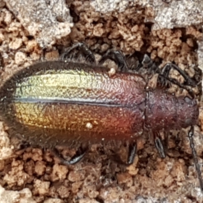 Lagriini sp. (tribe) (Unidentified lagriine darkling beetle) at Bruce, ACT - 31 Mar 2021 by tpreston
