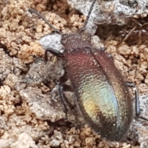 Lagriini sp. (tribe) at Bruce, ACT - 31 Mar 2021