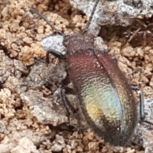 Lagriini sp. (tribe) at Bruce, ACT - 31 Mar 2021 03:53 PM