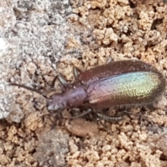 Lagriini sp. (tribe) at Bruce, ACT - 31 Mar 2021 03:53 PM