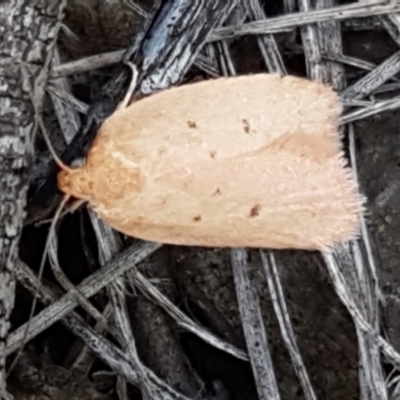 Garrha rubella (A Concealer moth) at Black Mountain - 31 Mar 2021 by trevorpreston