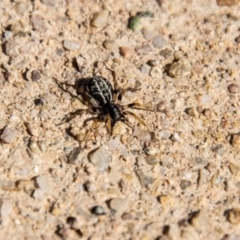 Zodariidae (family) (Unidentified Ant spider or Spotted ground spider) at Chapman, ACT - 26 Mar 2021 by SWishart