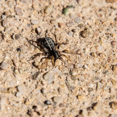 Zodariidae (family) (Ant spider or Spotted ground spider) at Chapman, ACT - 26 Mar 2021 by SWishart