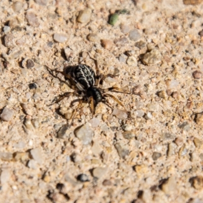 Zodariidae (family) (Unidentified Ant spider or Spotted ground spider) at Cooleman Ridge - 26 Mar 2021 by SWishart