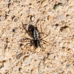 Zodariidae (family) at Chapman, ACT - 26 Mar 2021