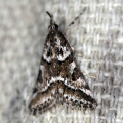 Phanomorpha dapsilis (A Crambid moth) at O'Connor, ACT - 29 Mar 2021 by ibaird