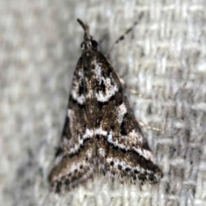 Phanomorpha dapsilis at O'Connor, ACT - 29 Mar 2021